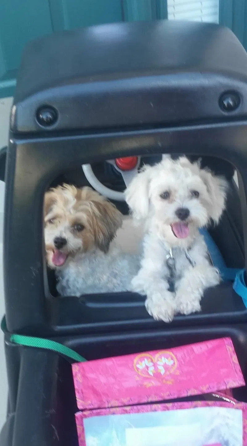 Lost dog in Kissimmee, FL, 34758