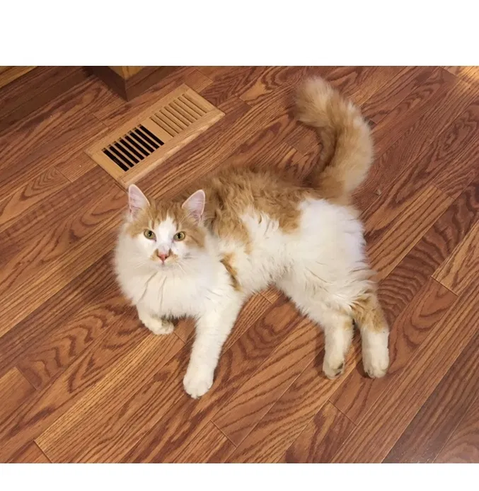 Lost cat in Snohomish, WA, 98296