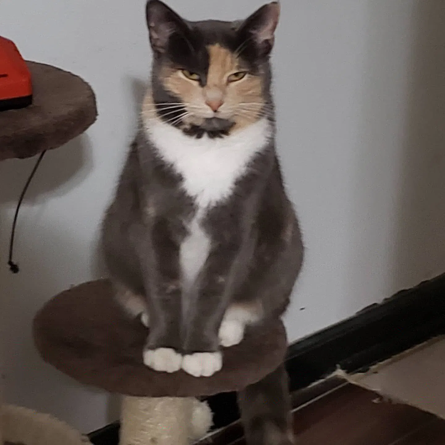 Lost cat in Lexington, KY, 40511