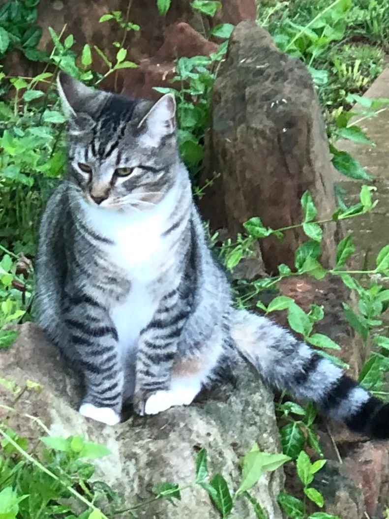 Lost cat in Edmond, OK, 73013
