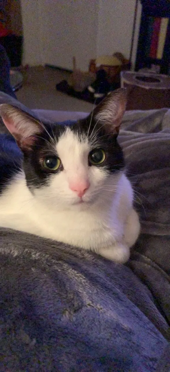 Lost cat in Scarborough, ME, 4074
