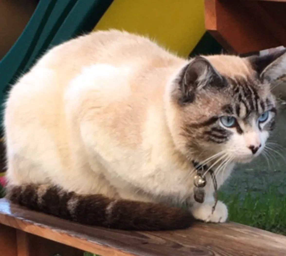 Lost cat in Hemet, CA, 92545