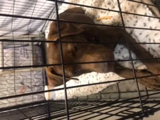 Found dog in Tulsa, OK, 74107