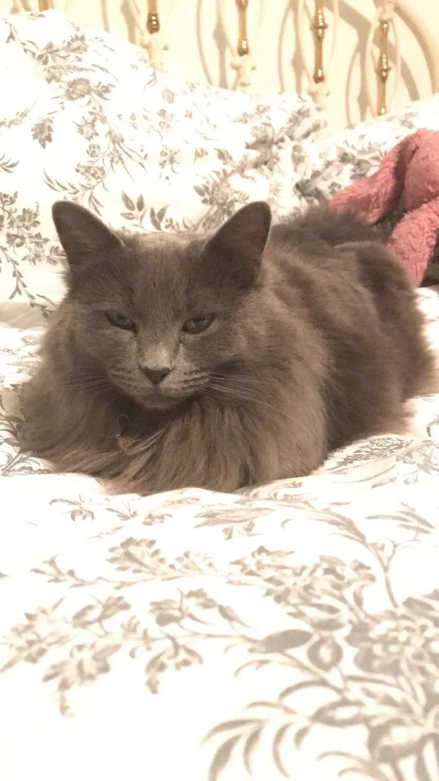 Lost cat in Arlington, TX, 76011