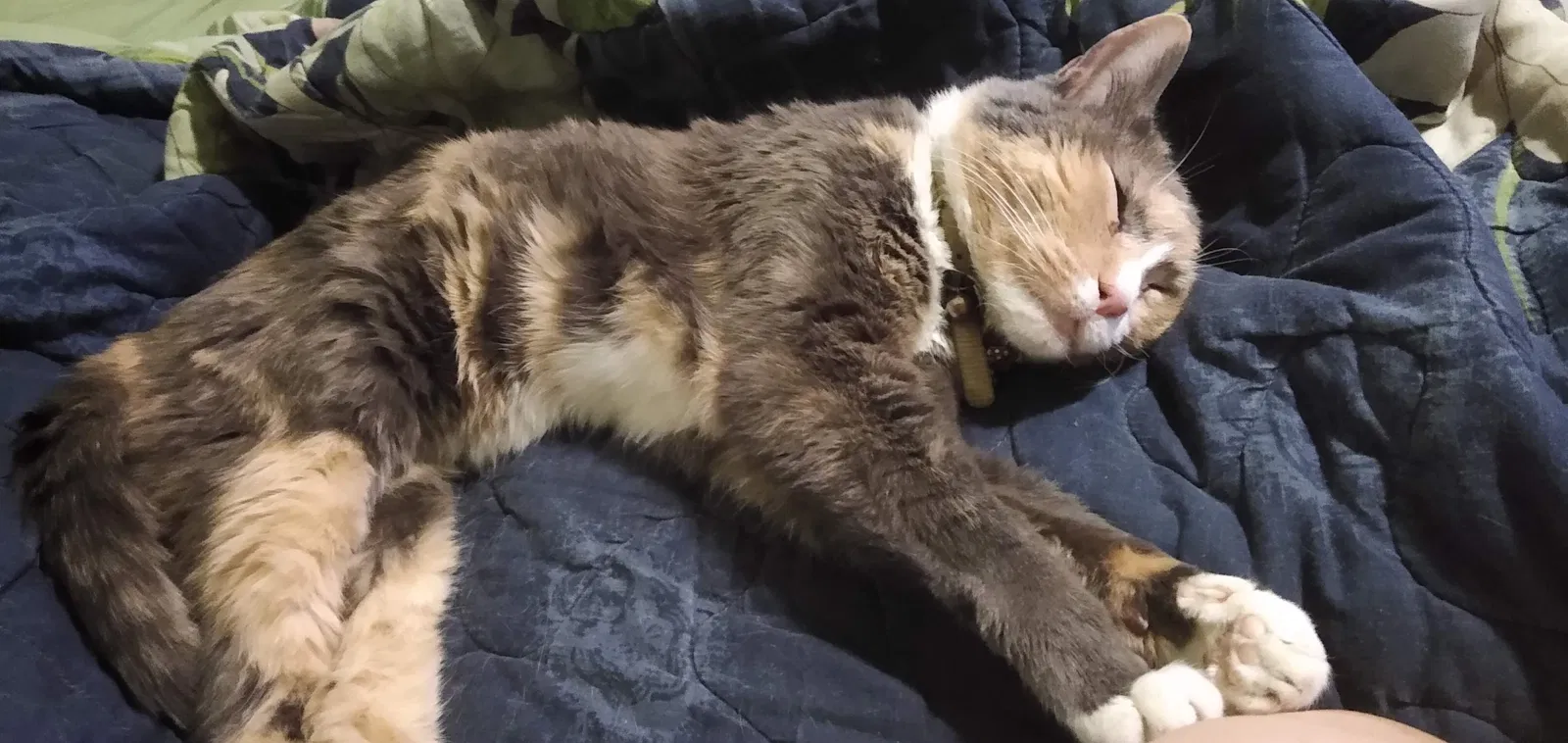 Lost cat in Unknown, AZ, 85300