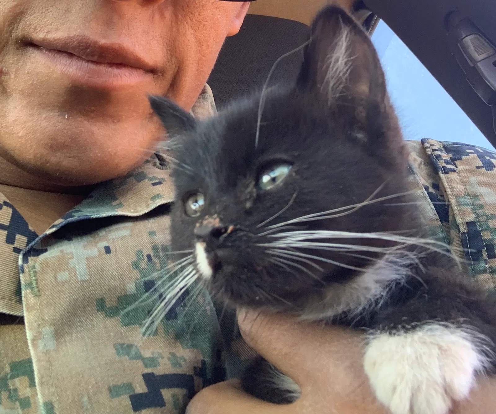 Lost cat in Tucson, AZ, 85713