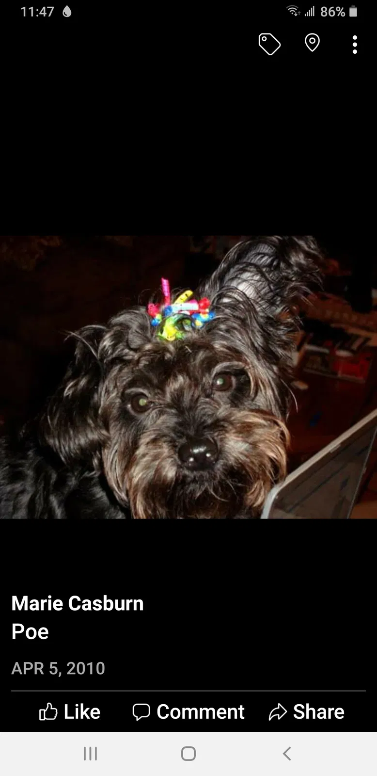 Lost dog in Cincinnati, OH, 45217