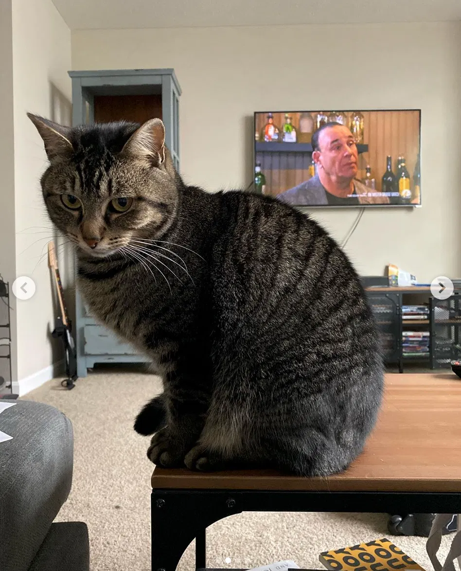 Lost cat in Columbus, OH, 43207