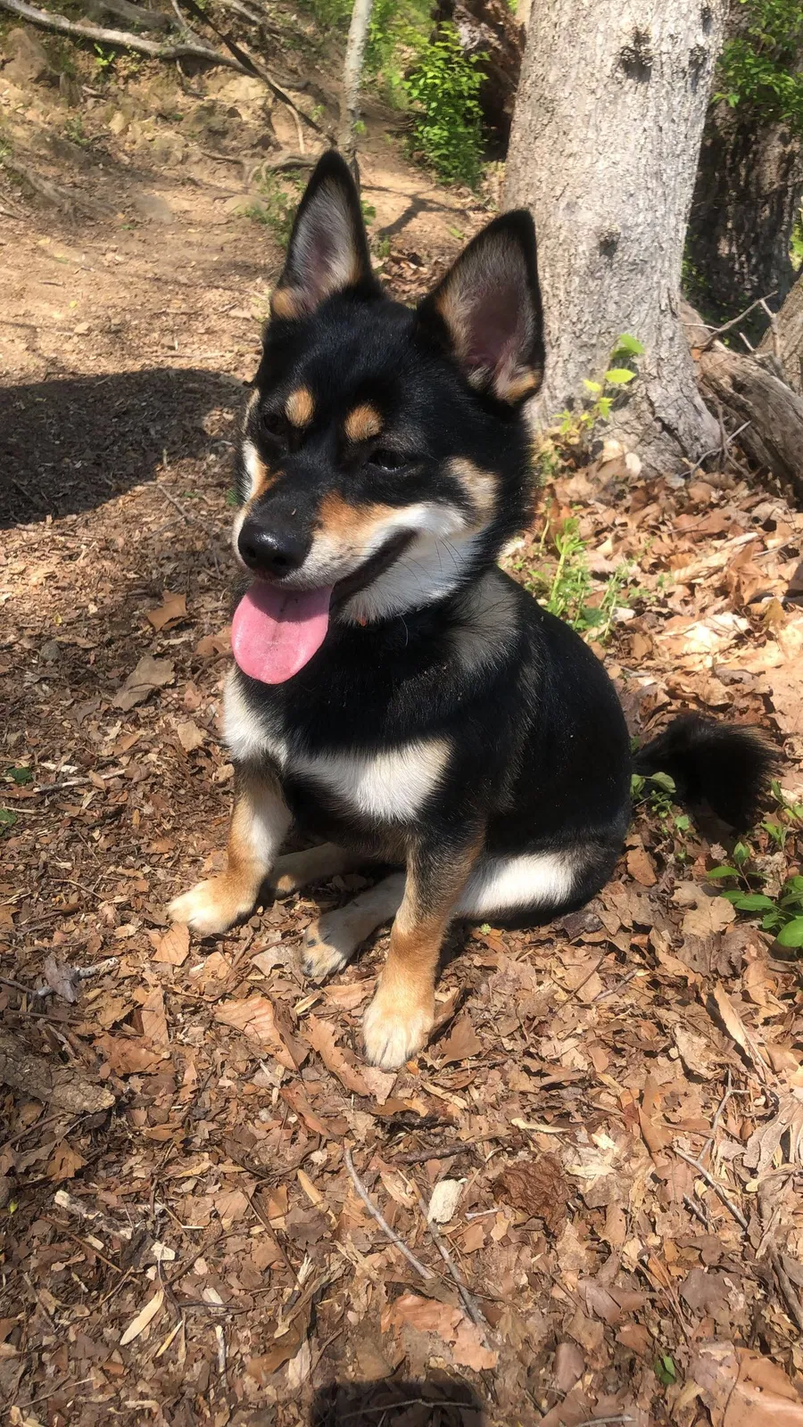 Lost dog in Lanham, MD, 20706