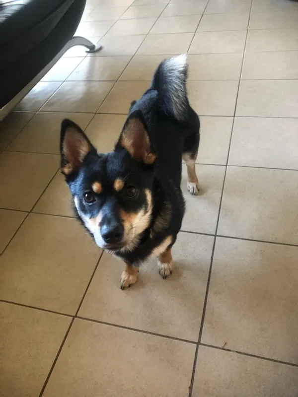 Lost dog in Lanham, MD, 20706