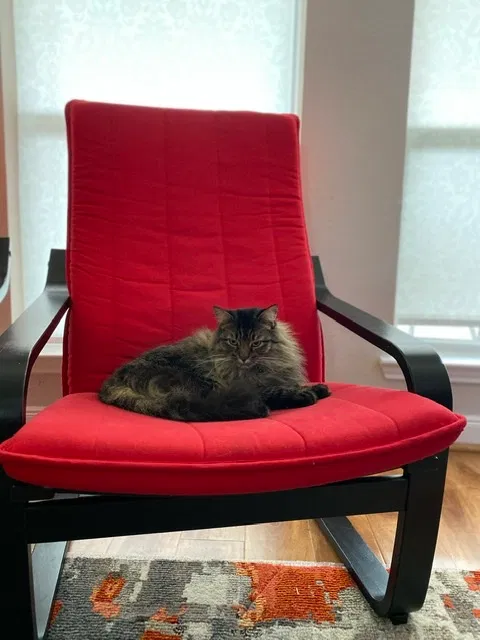 Lost cat in Pearland, TX, 77584