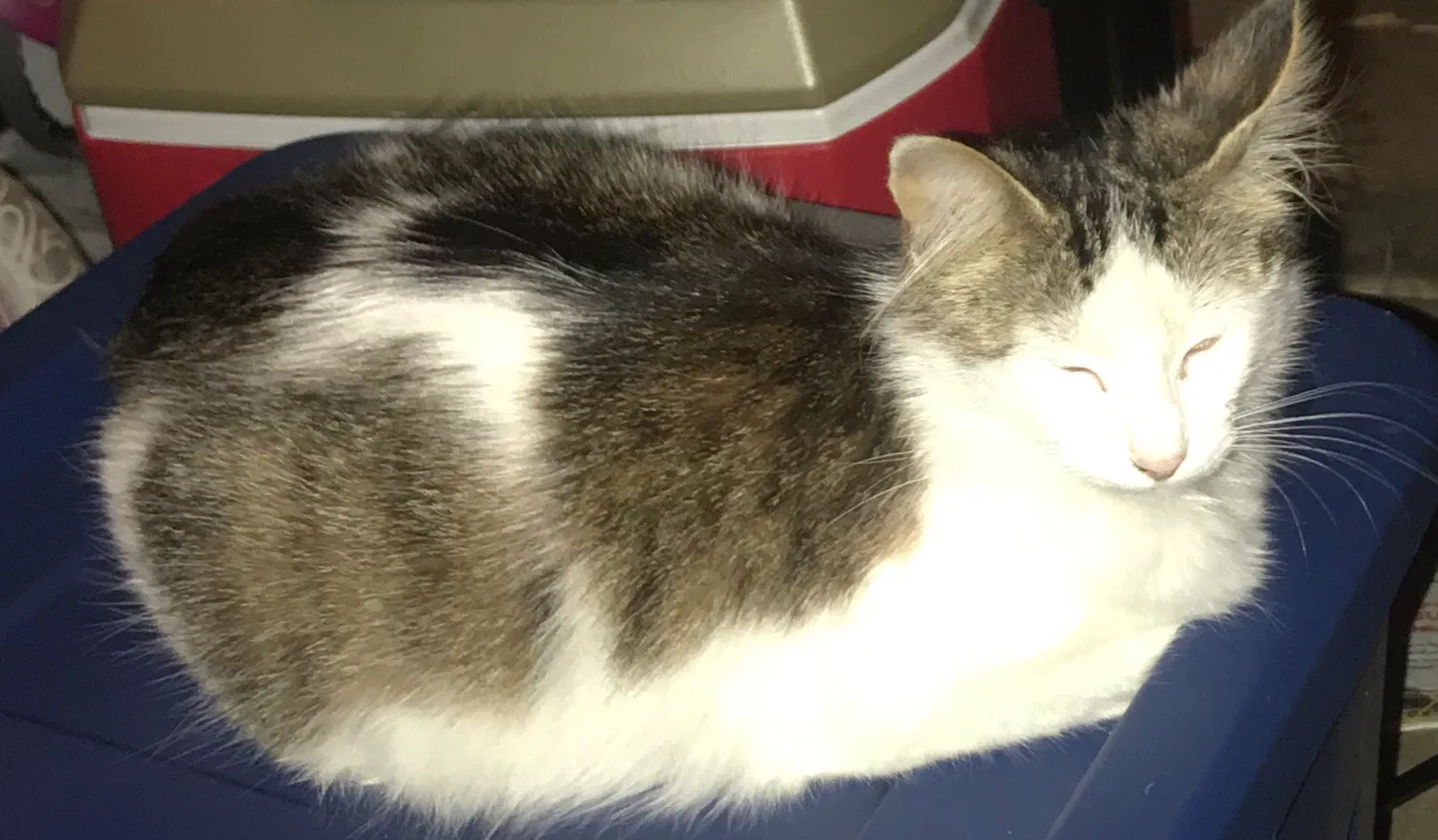 Lost cat in Oakley, CA, 94561