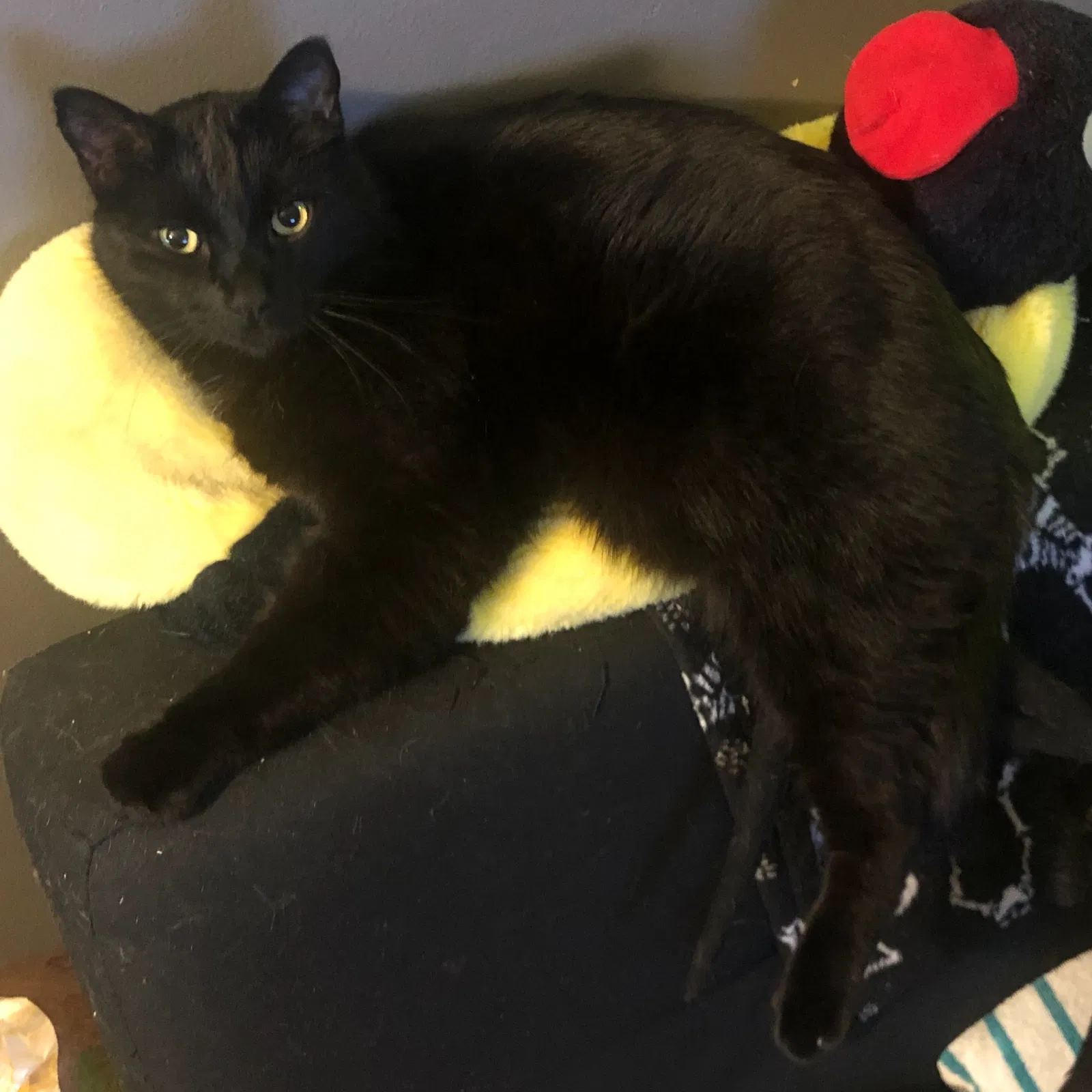 Lost cat in Seattle, WA, 98125