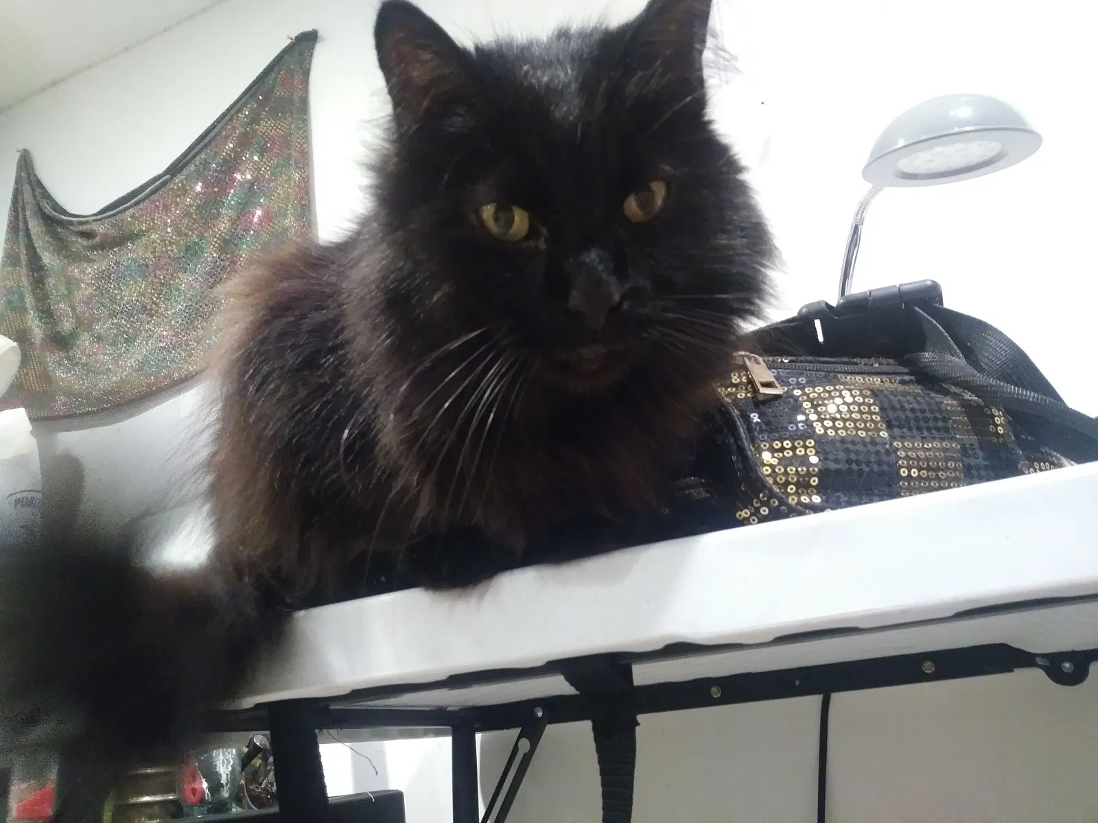 Lost cat in Brooklyn, NY, 11221