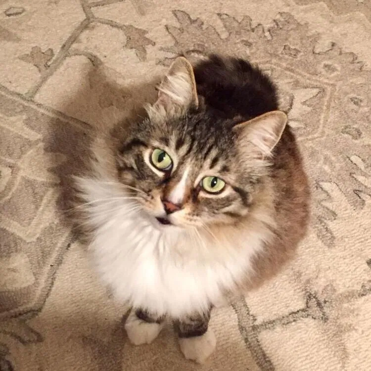 Lost cat in Palos Verdes Peninsula, CA, 90274