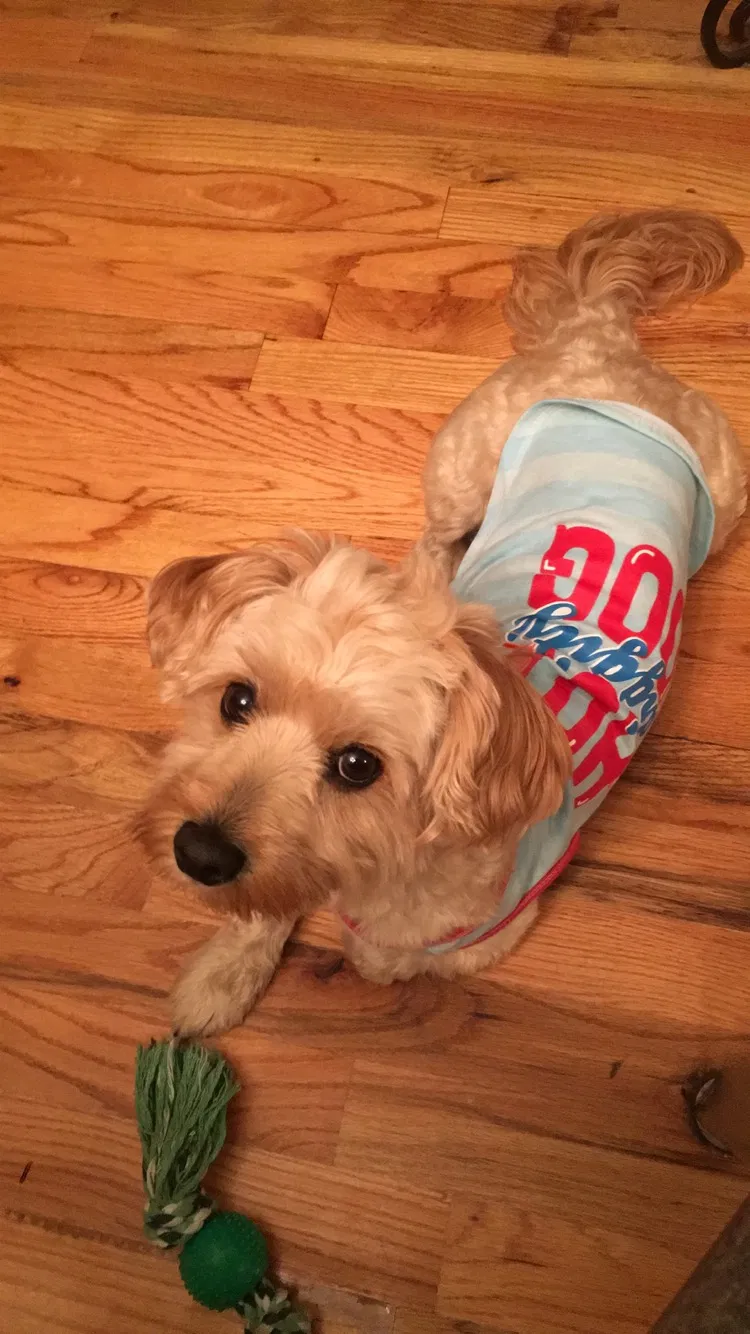 Lost dog in Chicago, IL, 60623