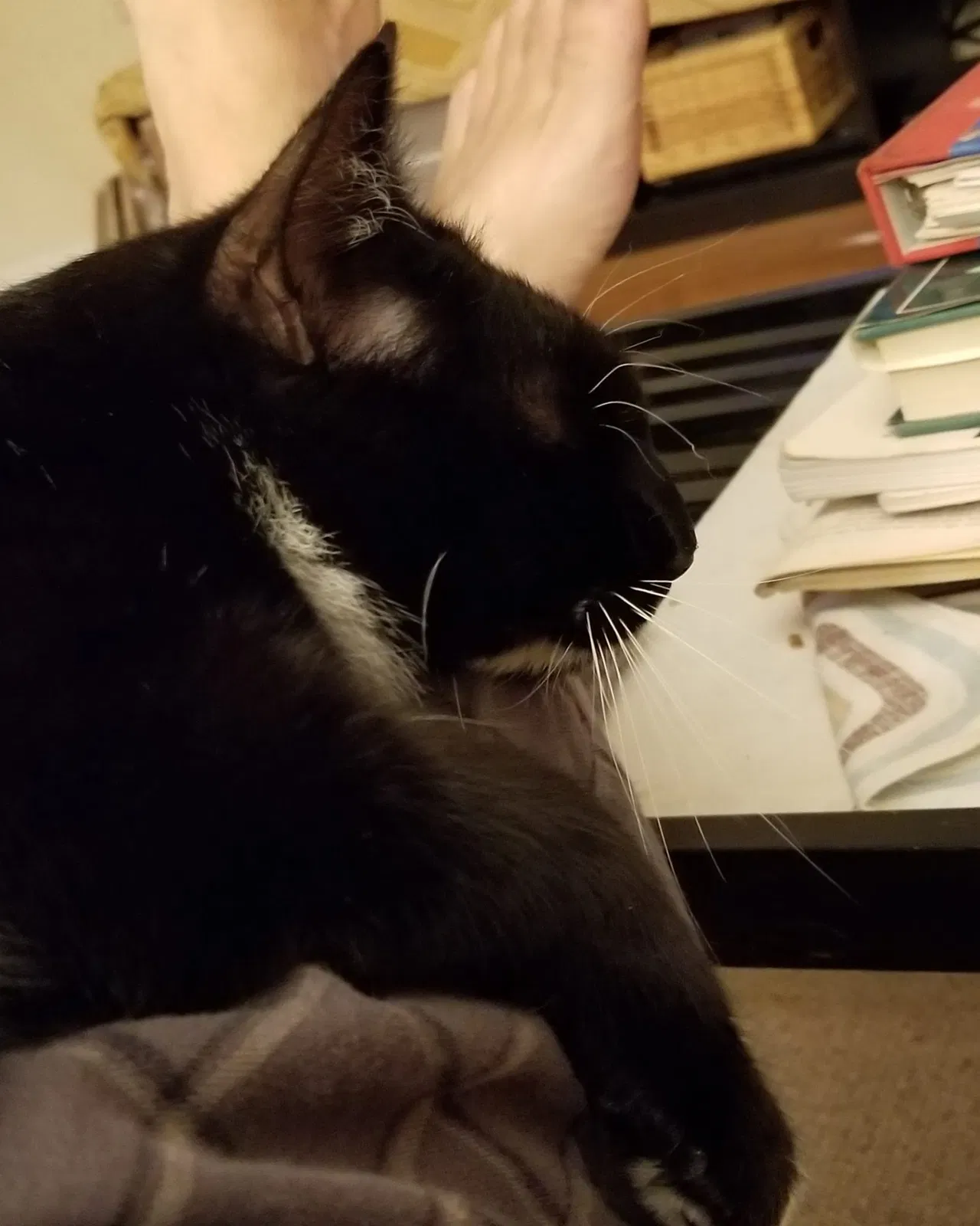 Lost cat in South Pasadena, CA, 91030