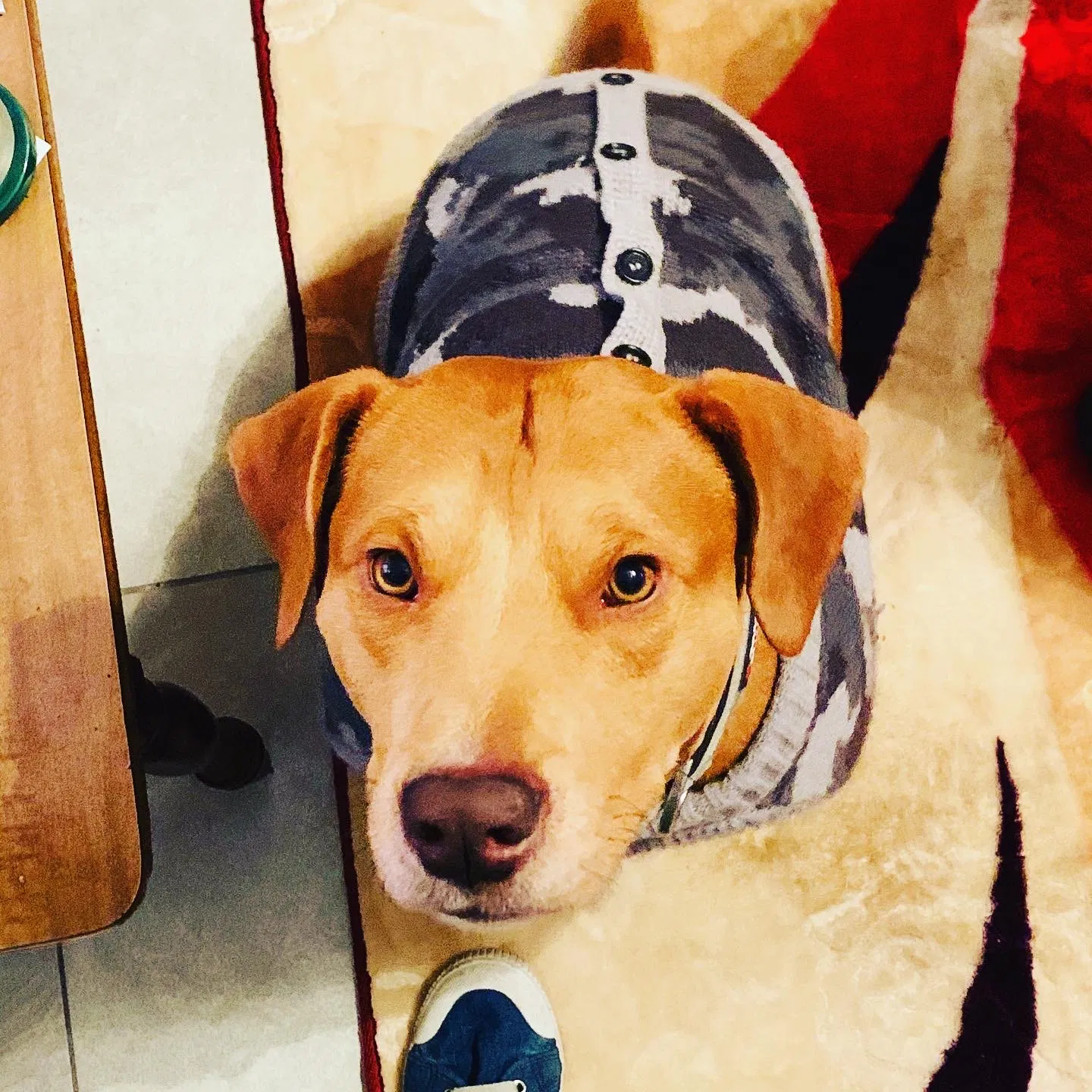 Lost dog in Fayetteville, NC, 28303