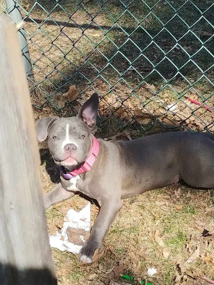 Lost dog in Minneapolis, MN, 55429