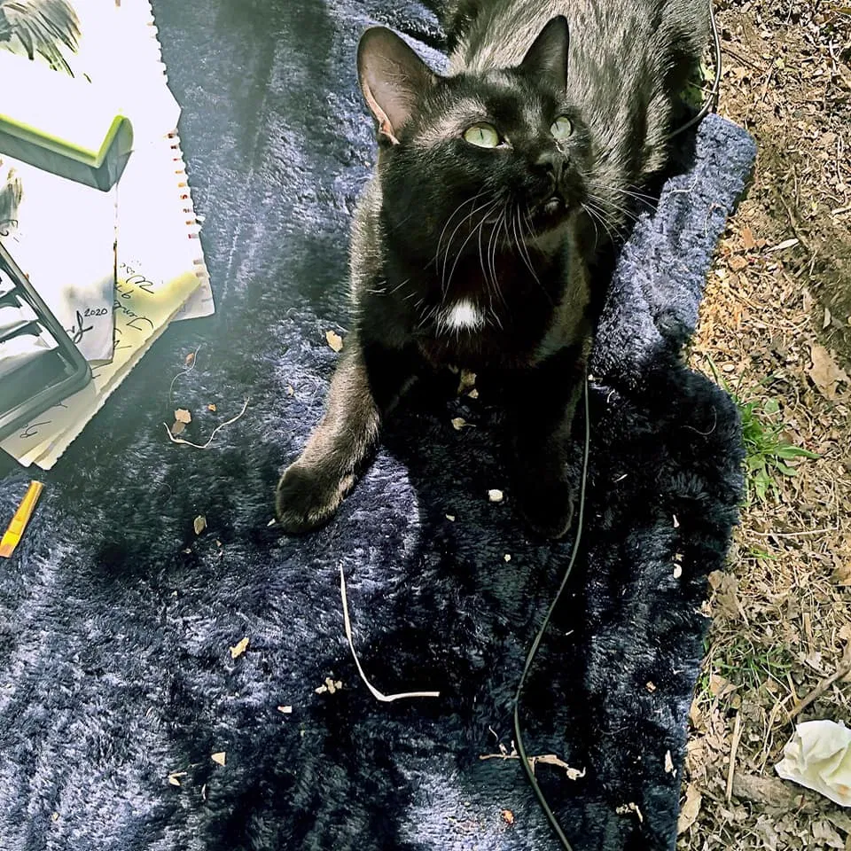 Lost cat in Minneapolis, MN, 55428