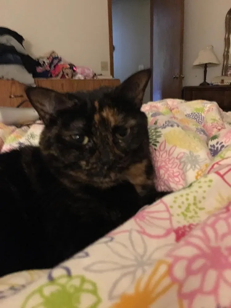 Lost cat in Saint Paul, MN, 55124