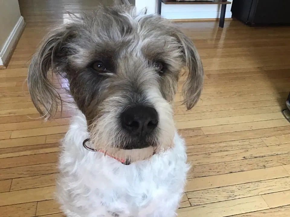 Lost dog in Perry Hall, MD, 21128