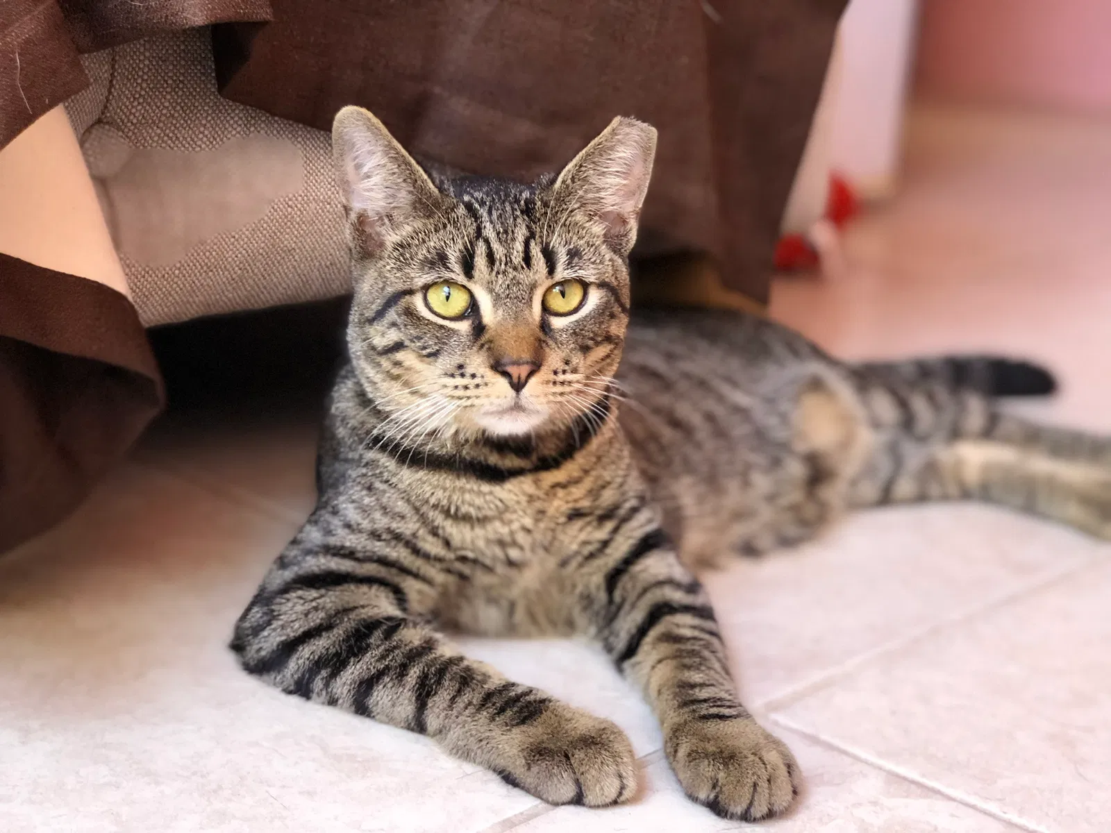 Lost cat in Miami, FL, 33189