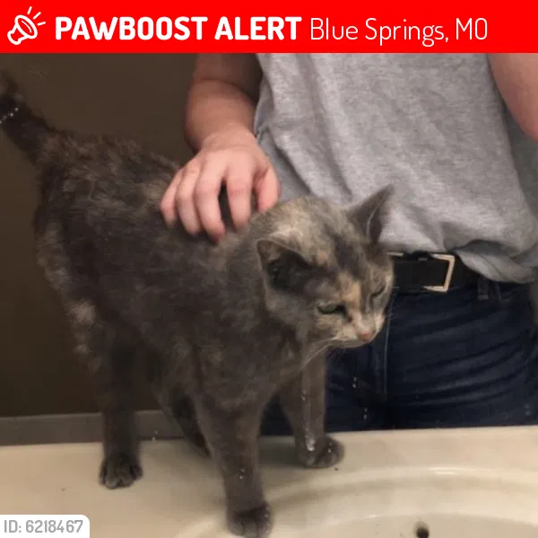 Lost cat in Blue Springs, MO, 64015