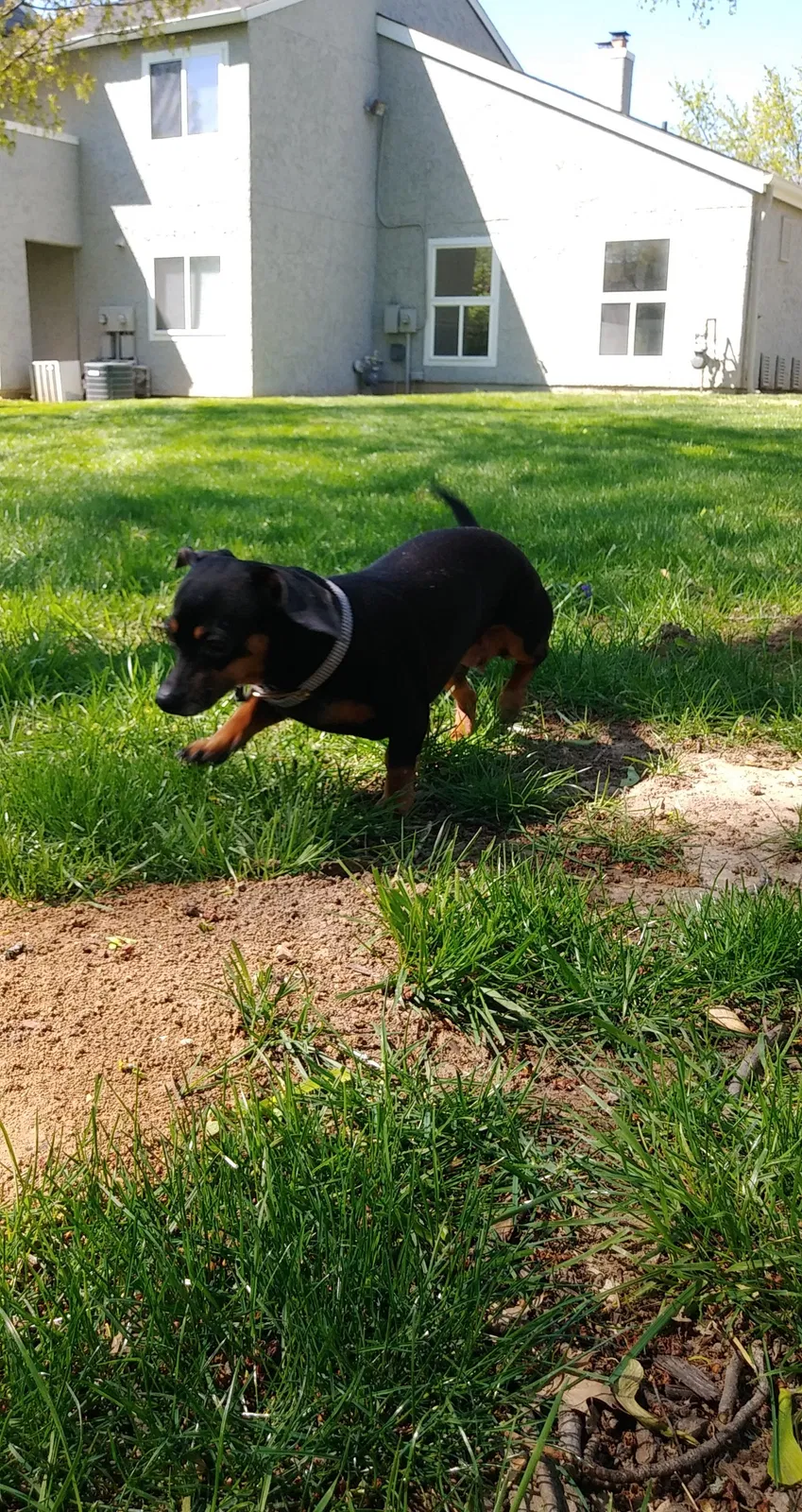 Lost dog in Saint Louis, MO, 63141