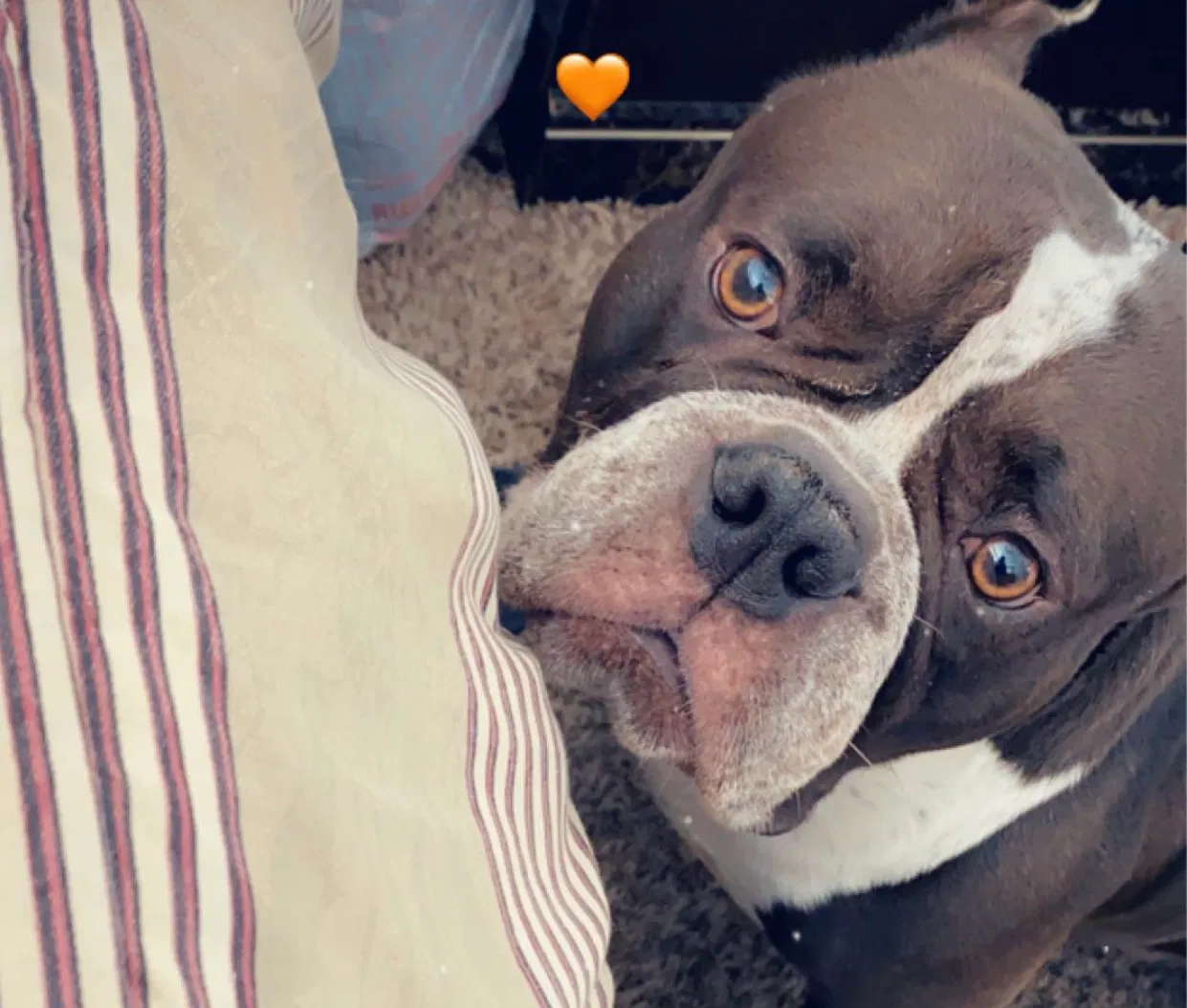 Lost dog in Austin, TX, 78728