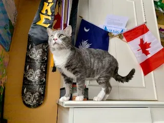 Lost cat in Towson, MD, 21286
