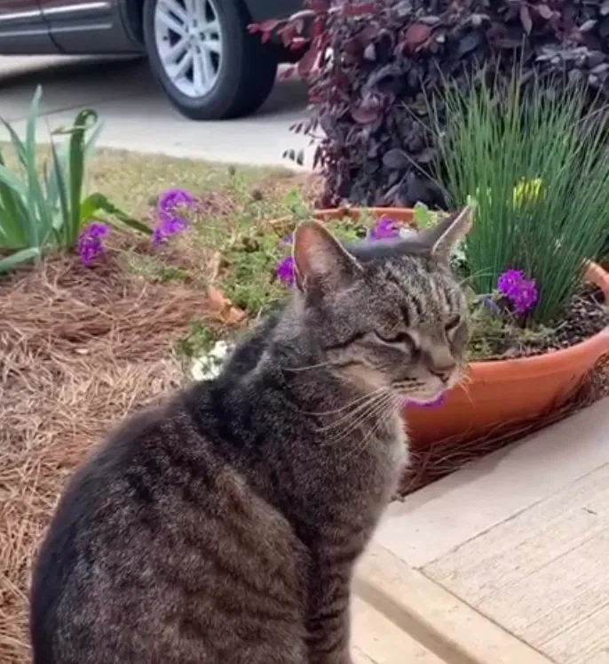 Lost cat in Gastonia, NC, 28056