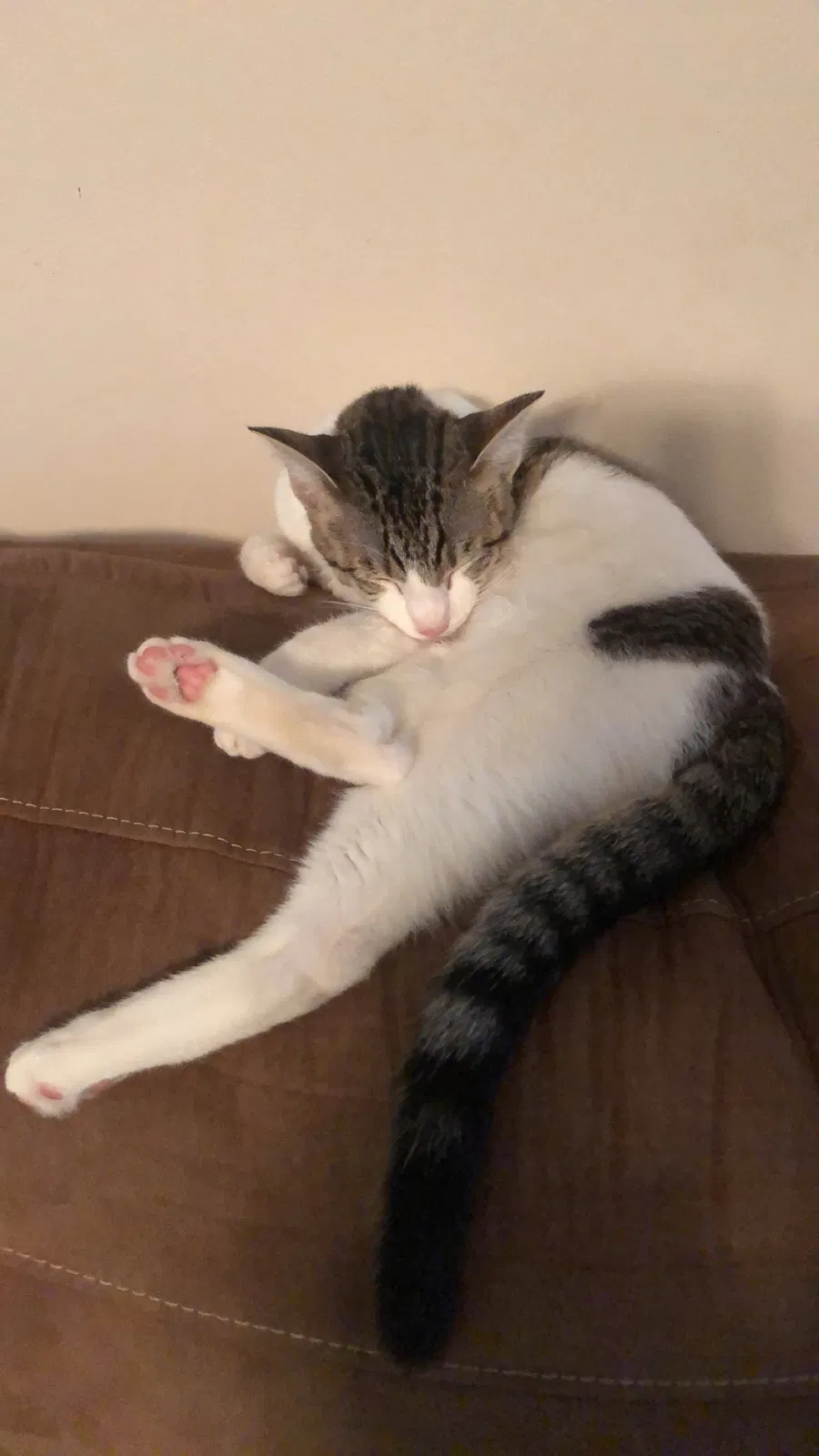 Lost cat in Alexandria, VA, 22309