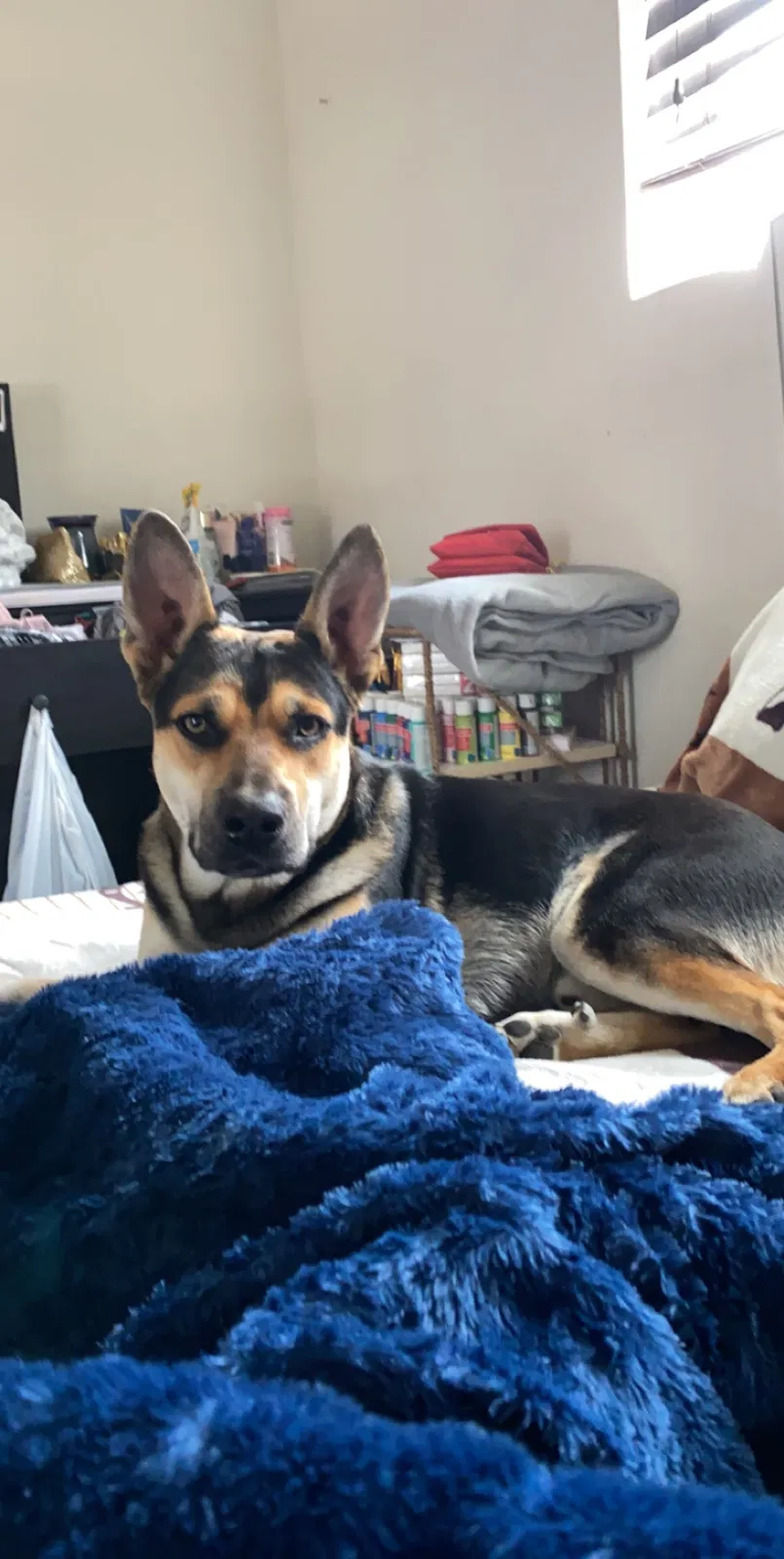 Lost dog in Denver, CO, 80249