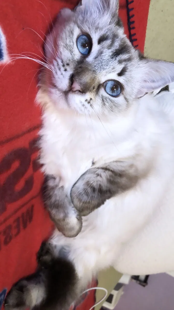 Lost cat in Tustin, CA, 92780