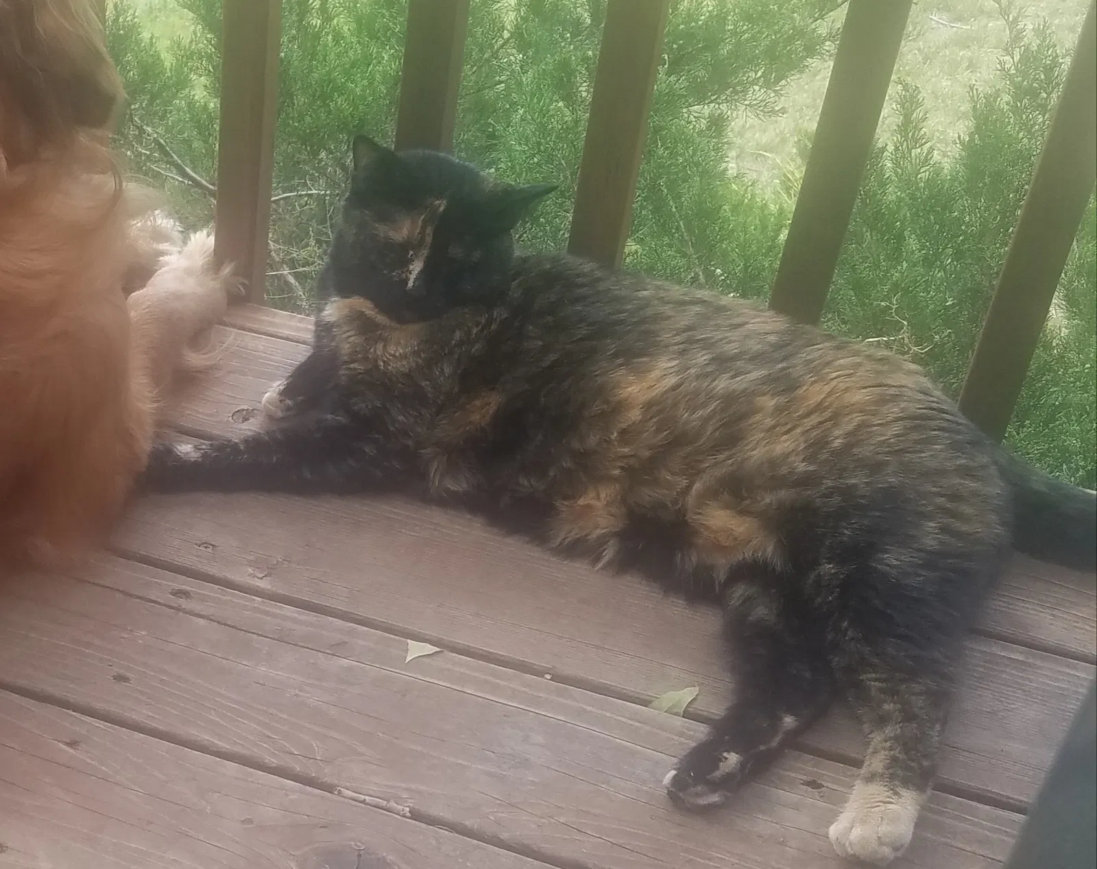 Lost cat in Parker, CO, 80138