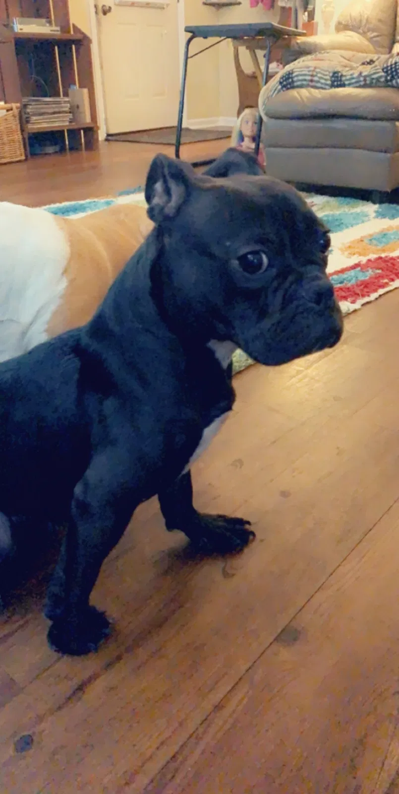 Lost dog in Pinson, AL, 35126