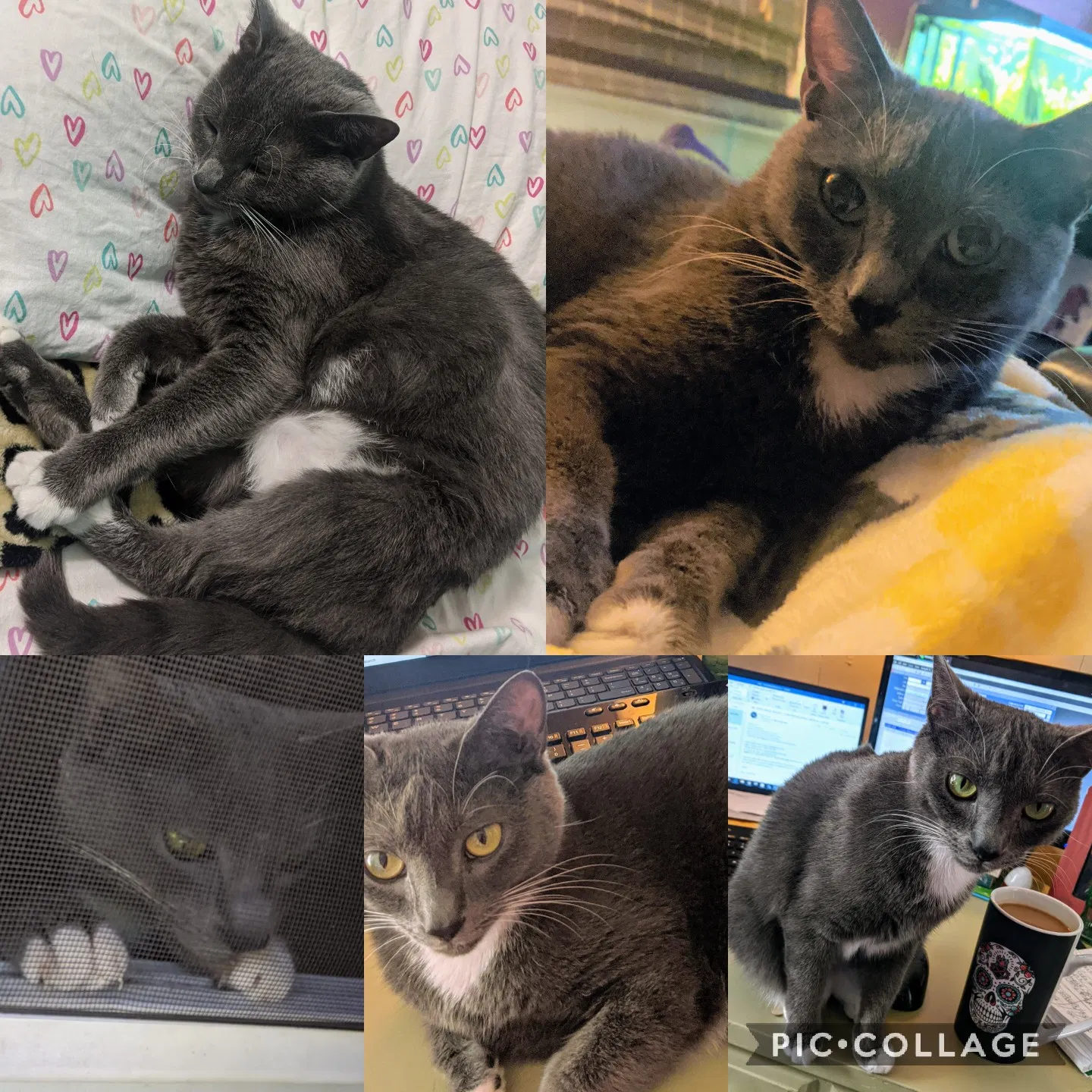 Lost cat in Bessemer, AL, 35023