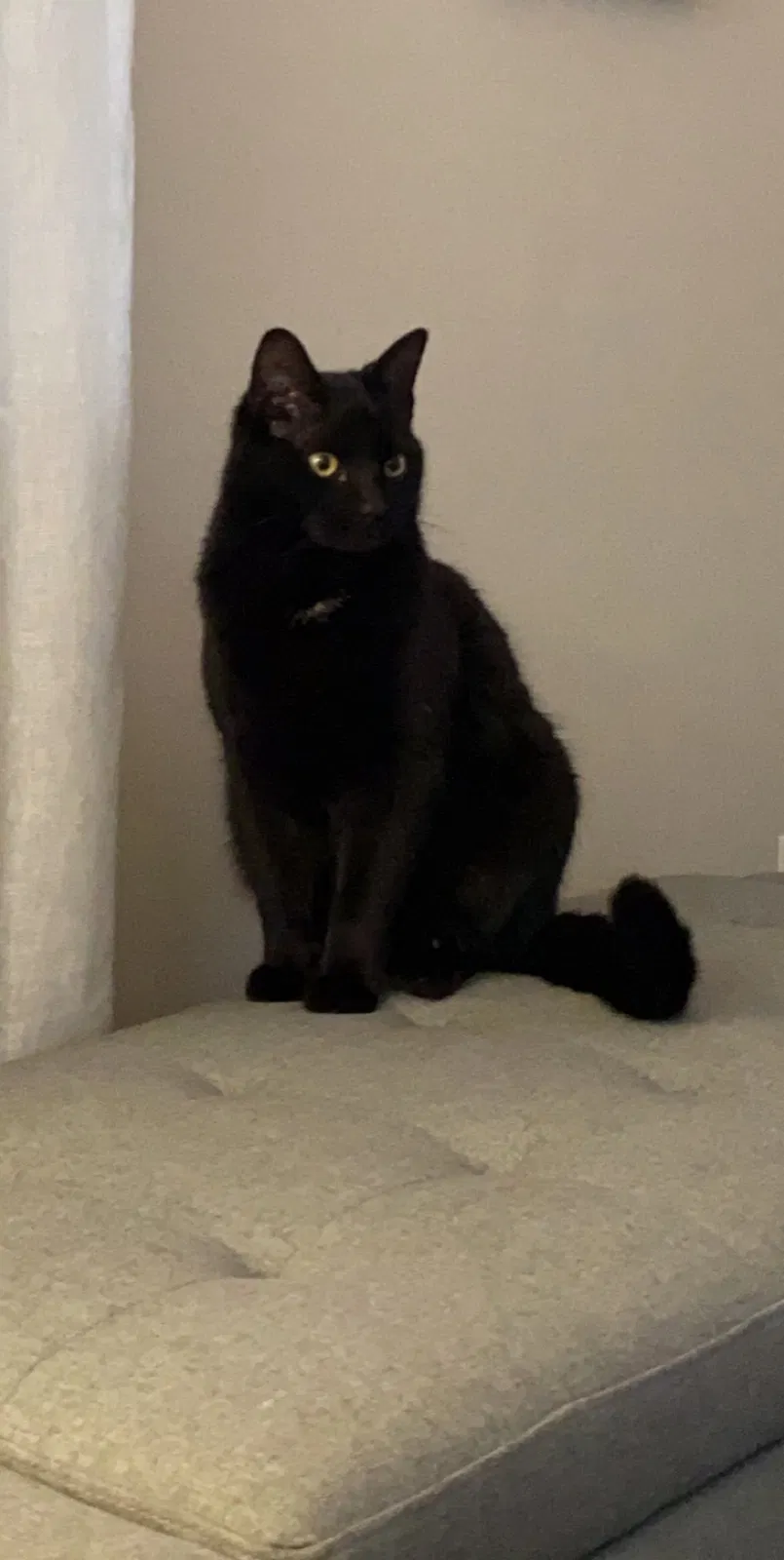 Lost cat in Richmond, VA, 23225