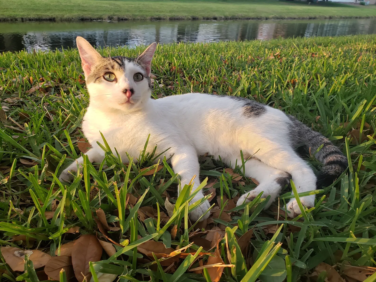 Lost cat in Orlando, FL, 32821