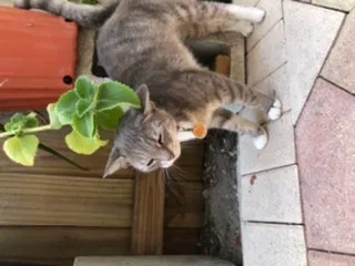 Lost cat in Fort Lauderdale, FL, 33314