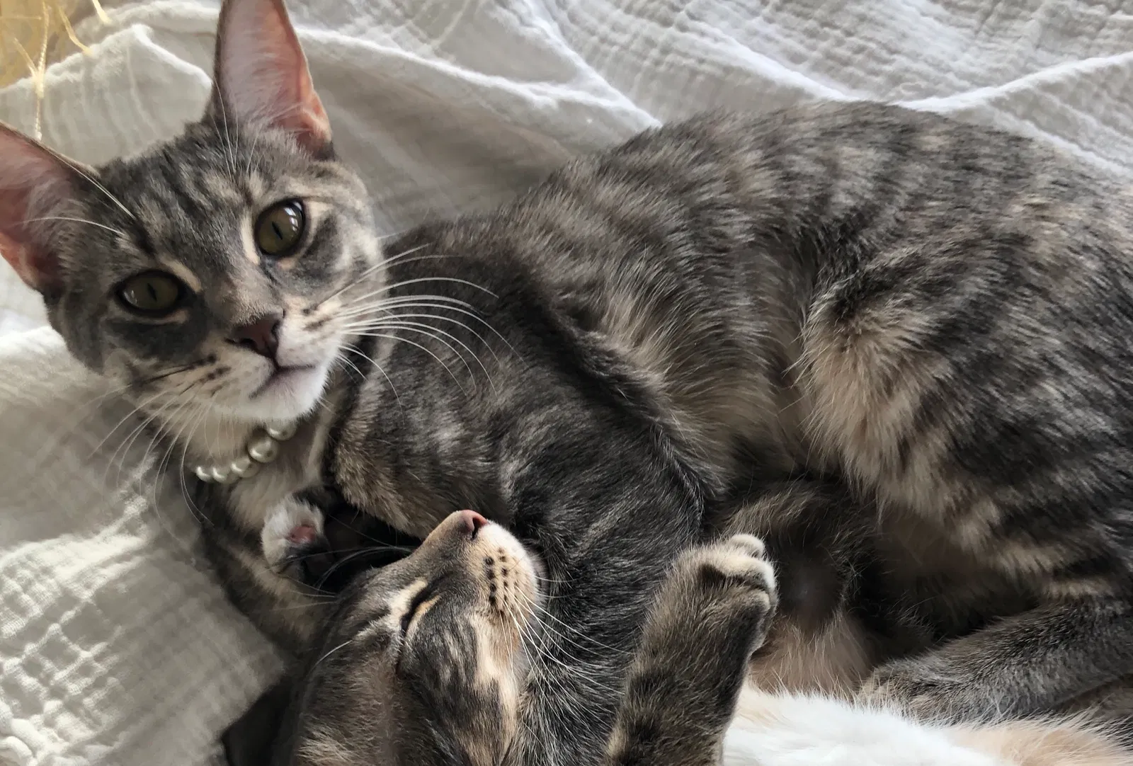 Lost cat in Albuquerque, NM, 87123