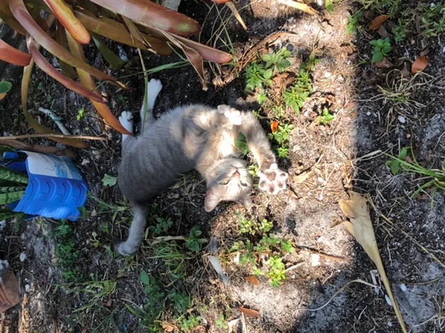 Lost cat in Fort Lauderdale, FL, 33314