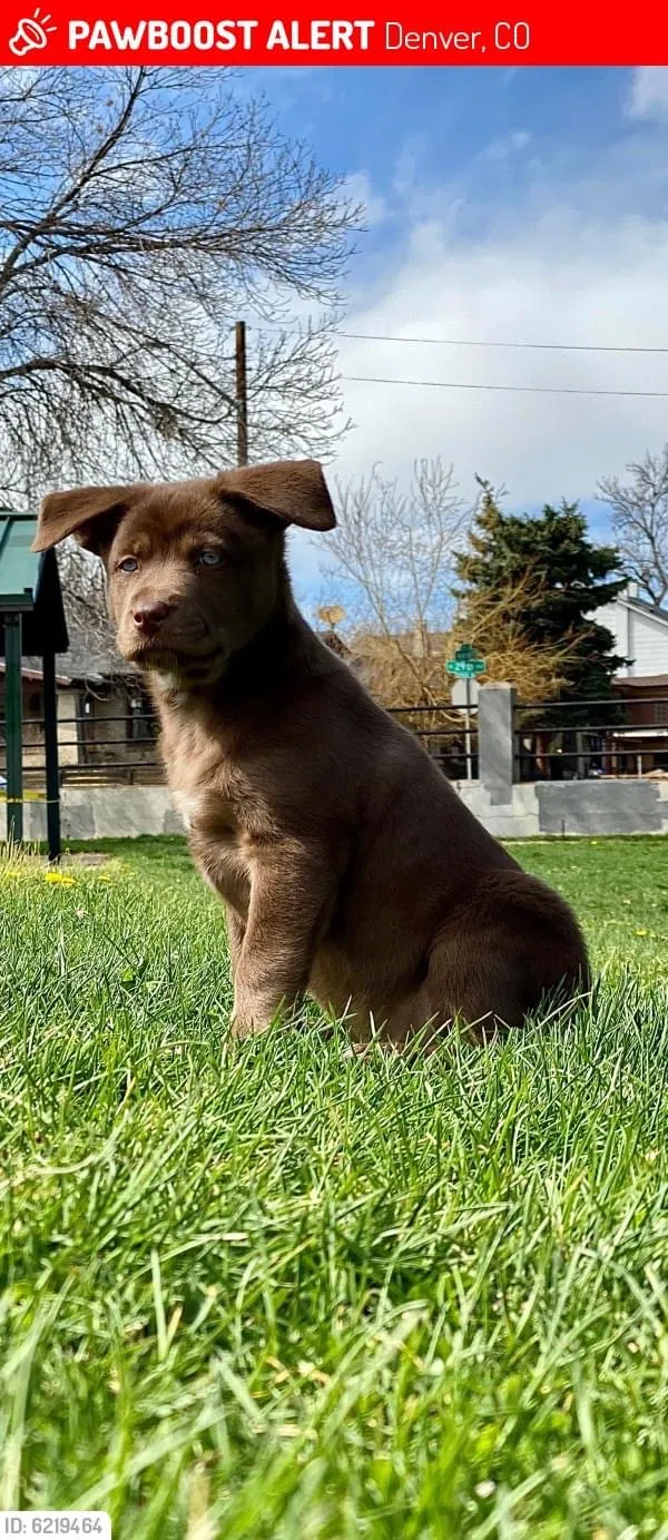 Lost dog in Denver, CO, 80212