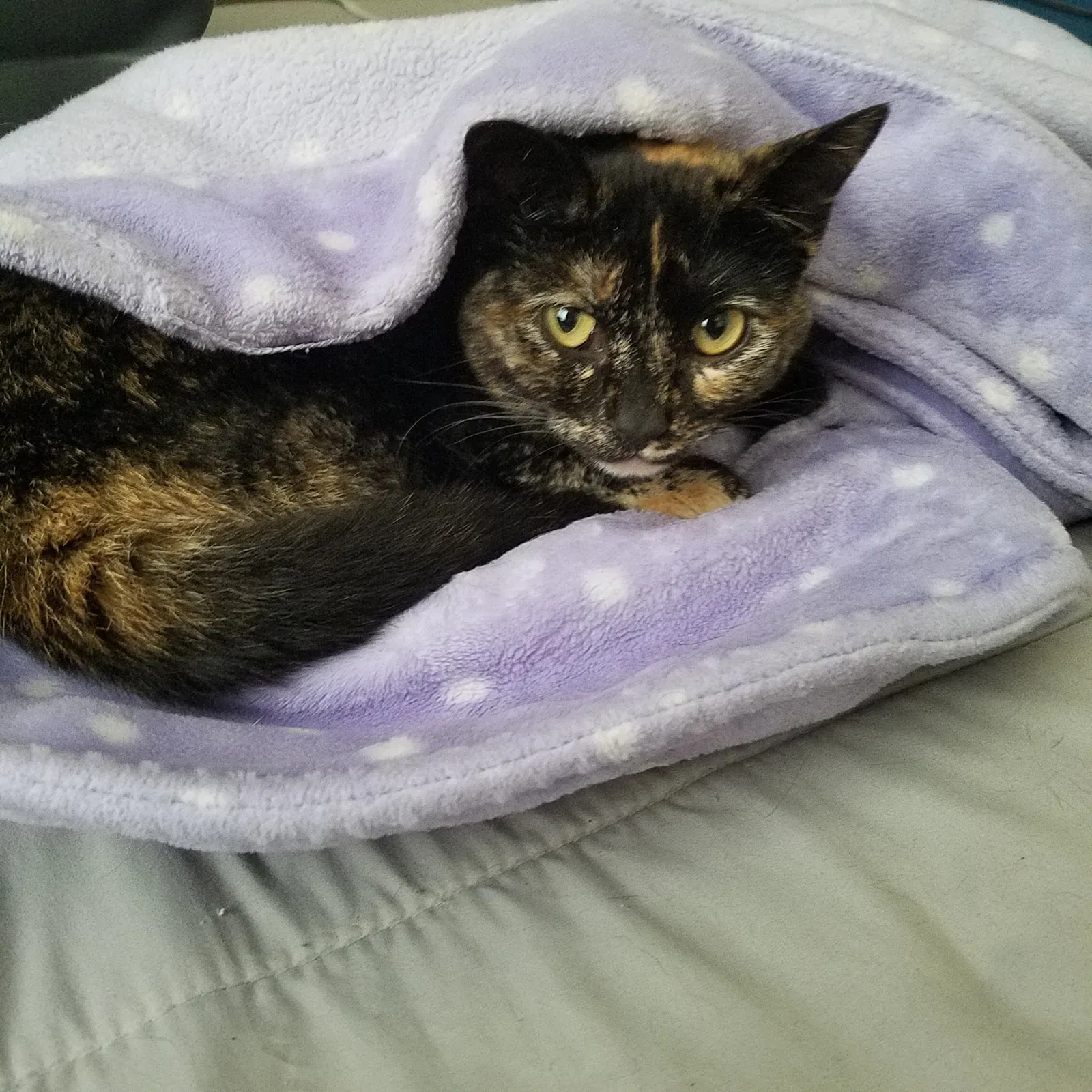 Lost cat in Santa Rosa, CA, 95407