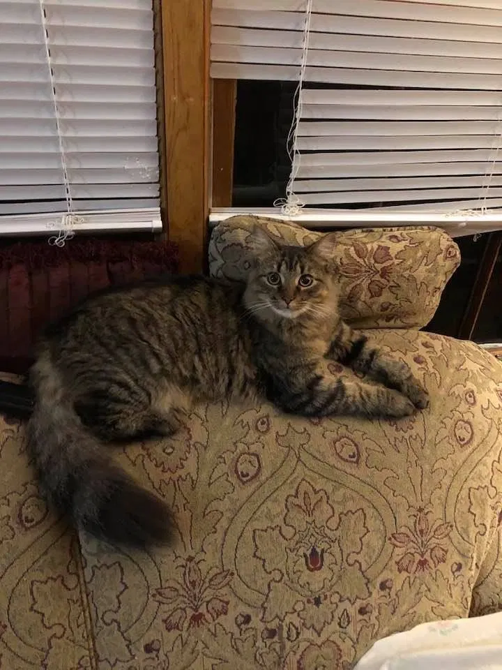 Lost cat in Decatur, AL, 35601