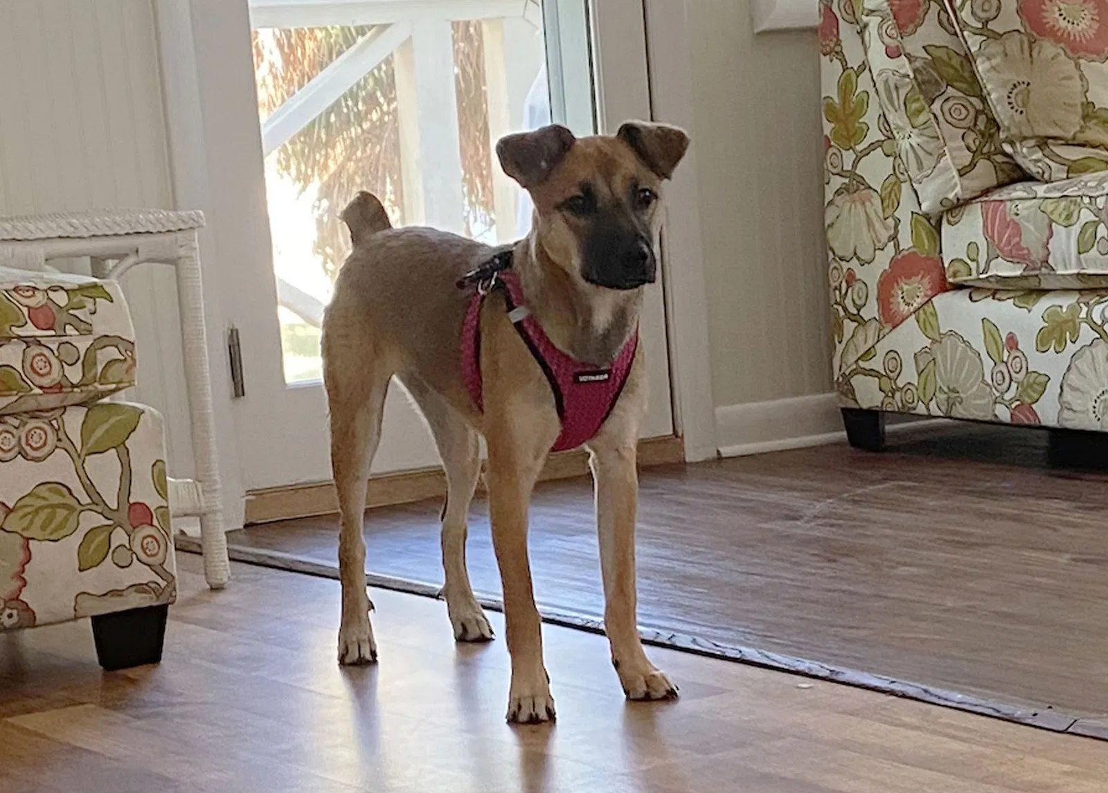 Lost dog in Tybee Island, GA, 31328