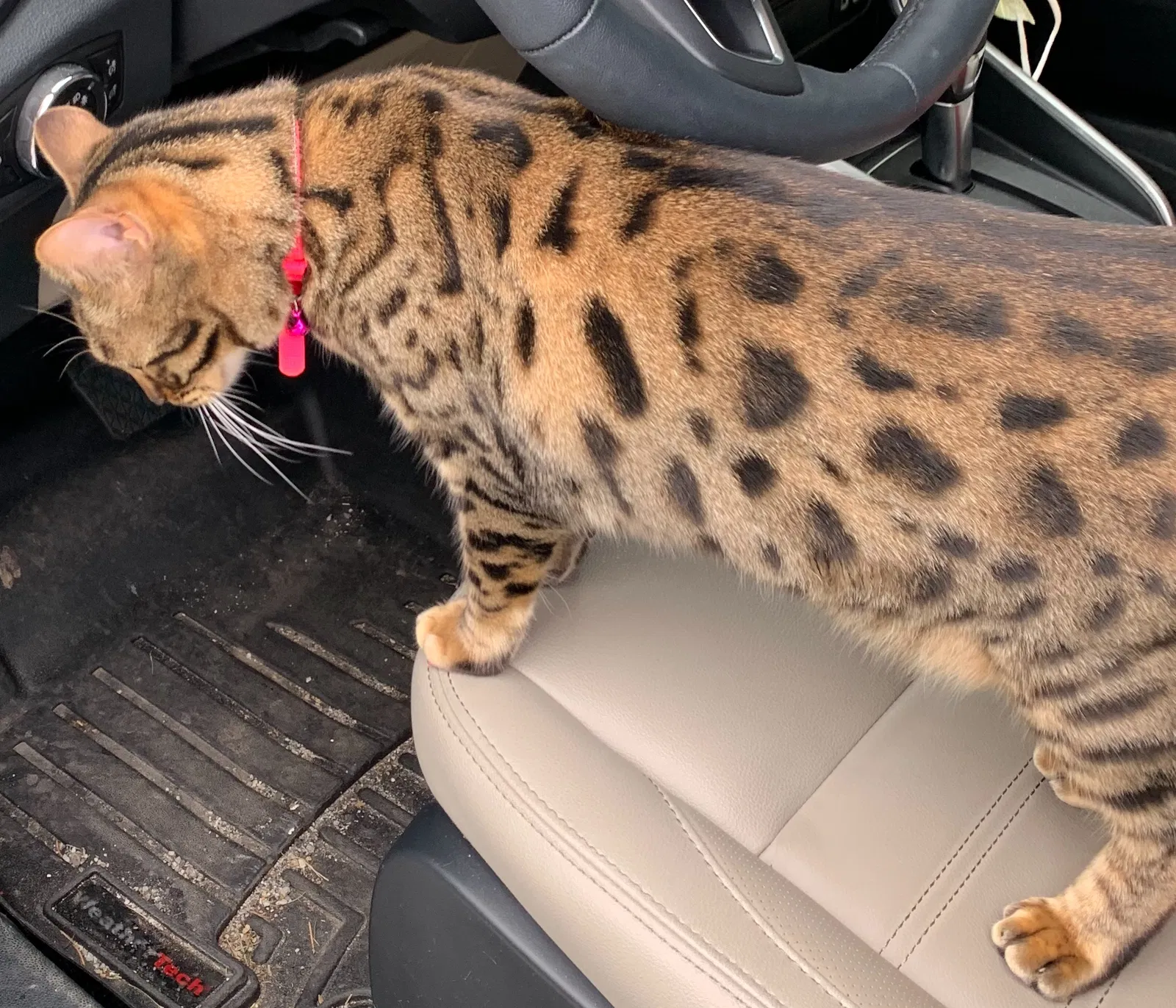 Lost cat in Dover, PA, 17315