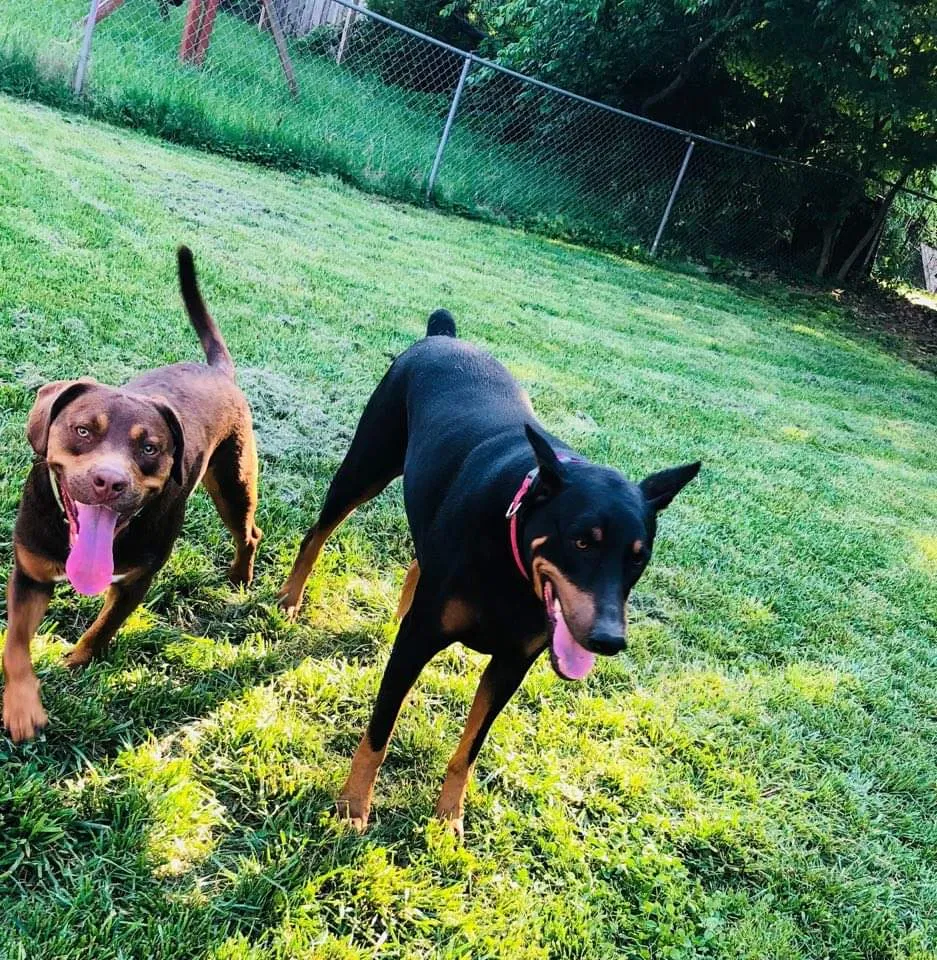 Lost dog in Oak Grove, KY, 42262