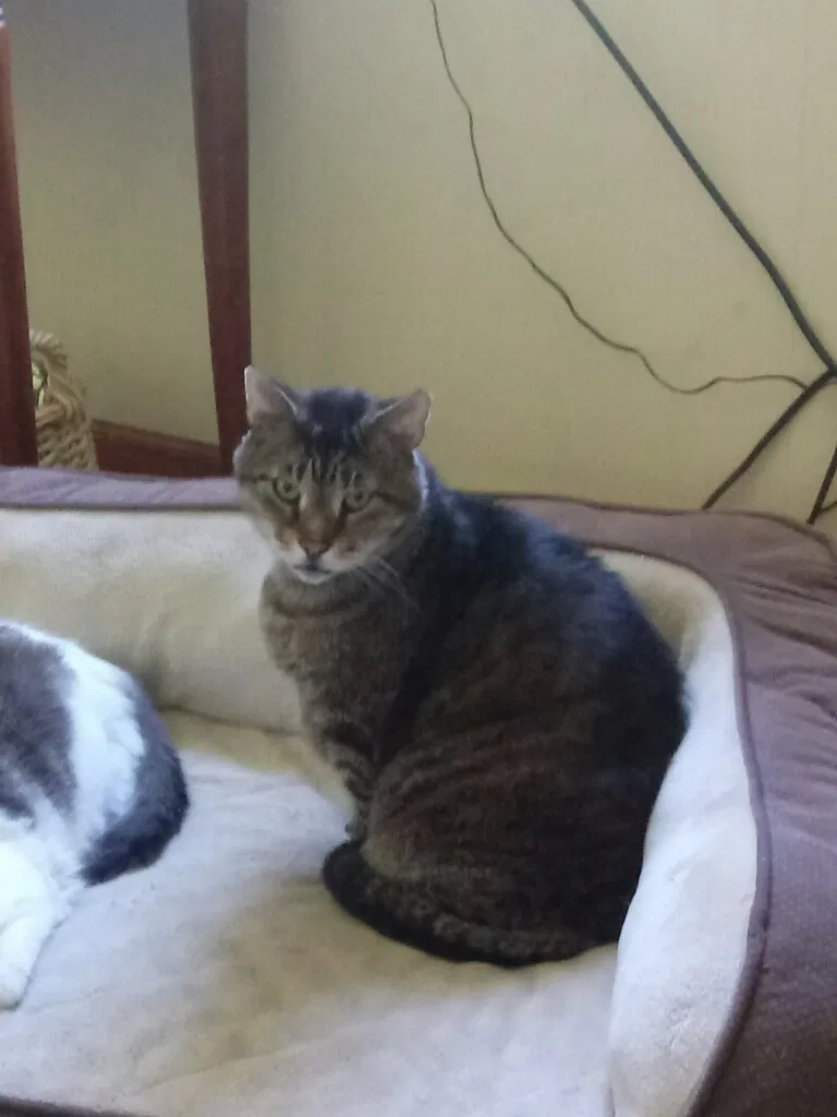 Lost cat in Millington, TN, 38053